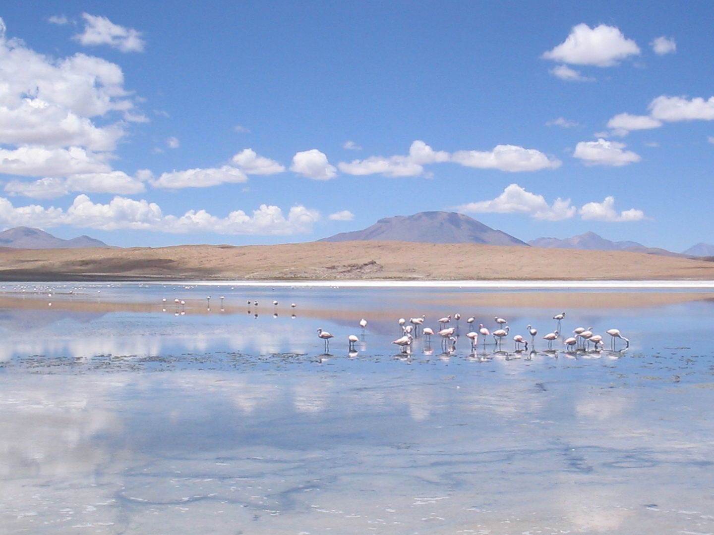 Flamingogruppe Atacama