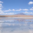 Flamingogruppe Atacama