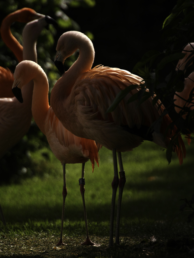 Flamingogruppe im Zoo Karlsruhe