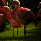 Flamingogruppe im Zoo Karlsruhe