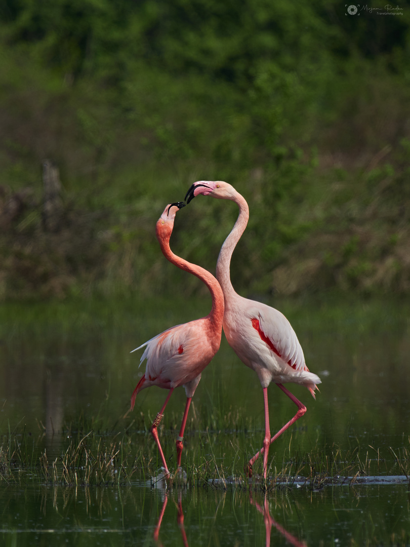 Flamingoherz