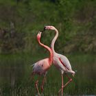 Flamingoherz
