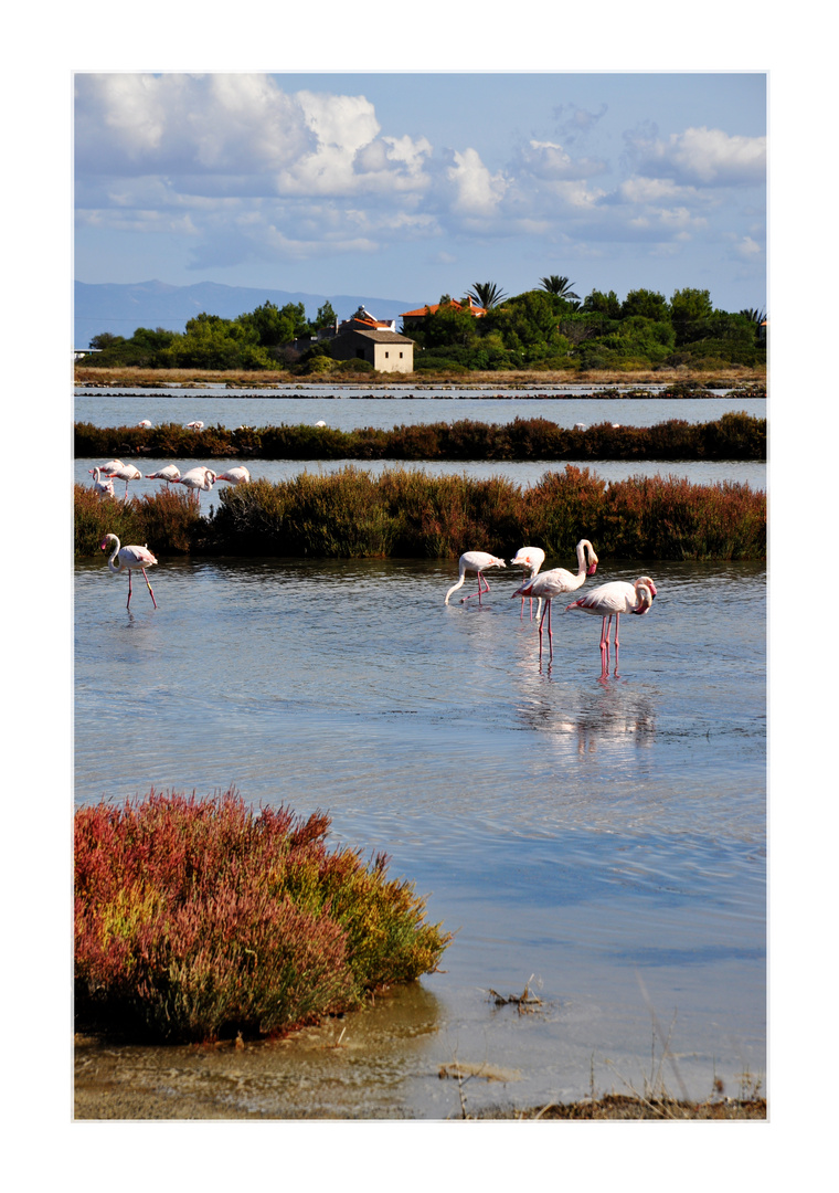 flamingoidylle auf der isola di san pietro ...