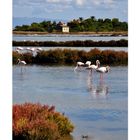 flamingoidylle auf der isola di san pietro ...