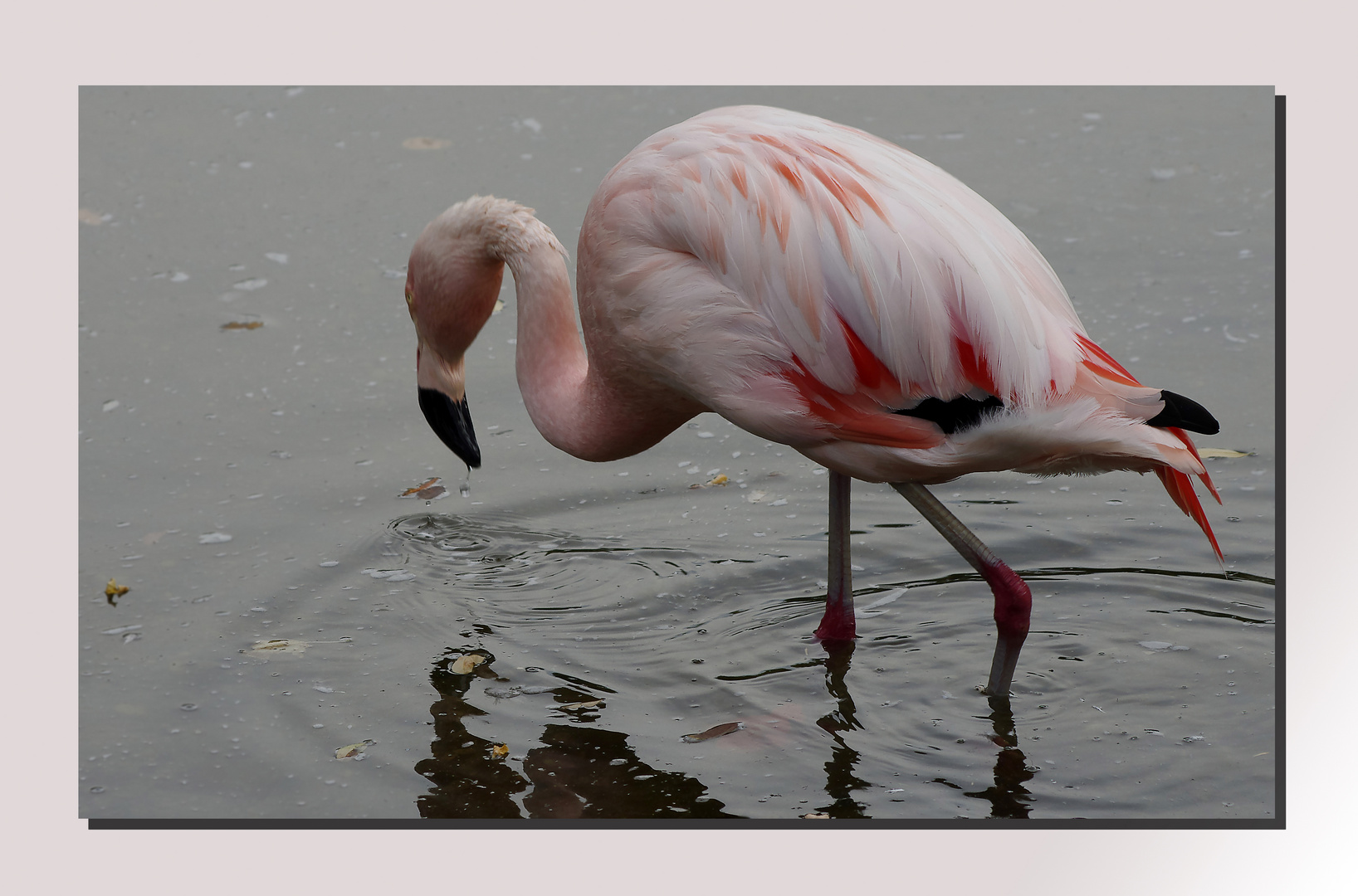  Flamingo...II