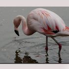  Flamingo...II