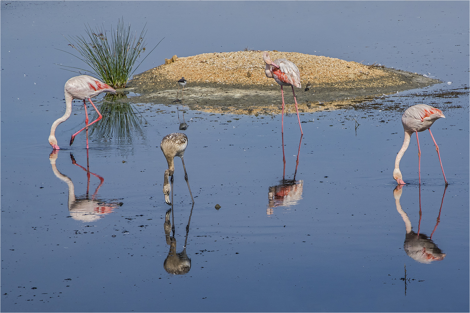 flamingoinsel