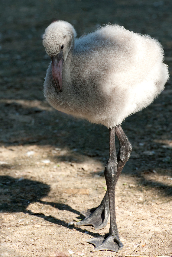 Flamingojunges