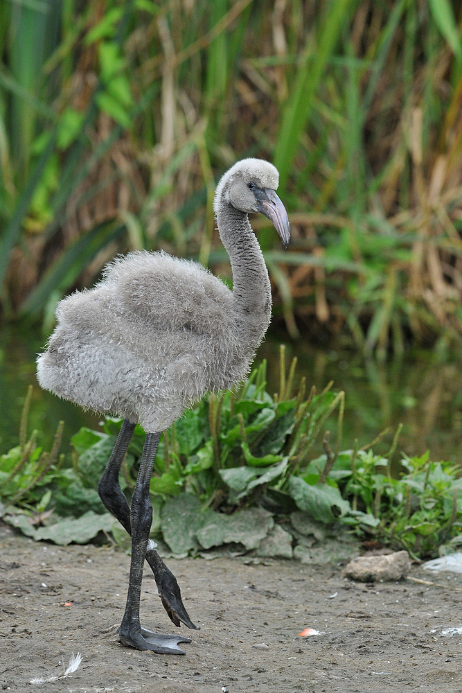 Flamingokind – eine proppere Entwicklung 01