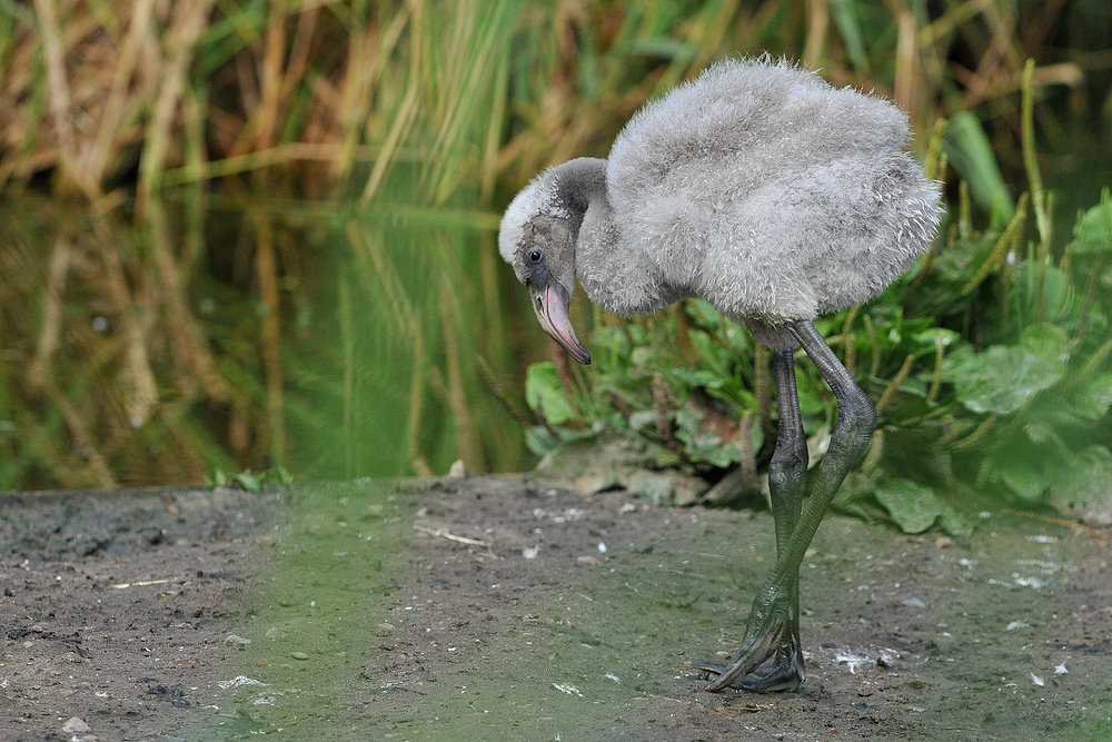 Flamingokind – eine proppere Entwicklung 02