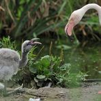 Flamingokind – Fütterung 01