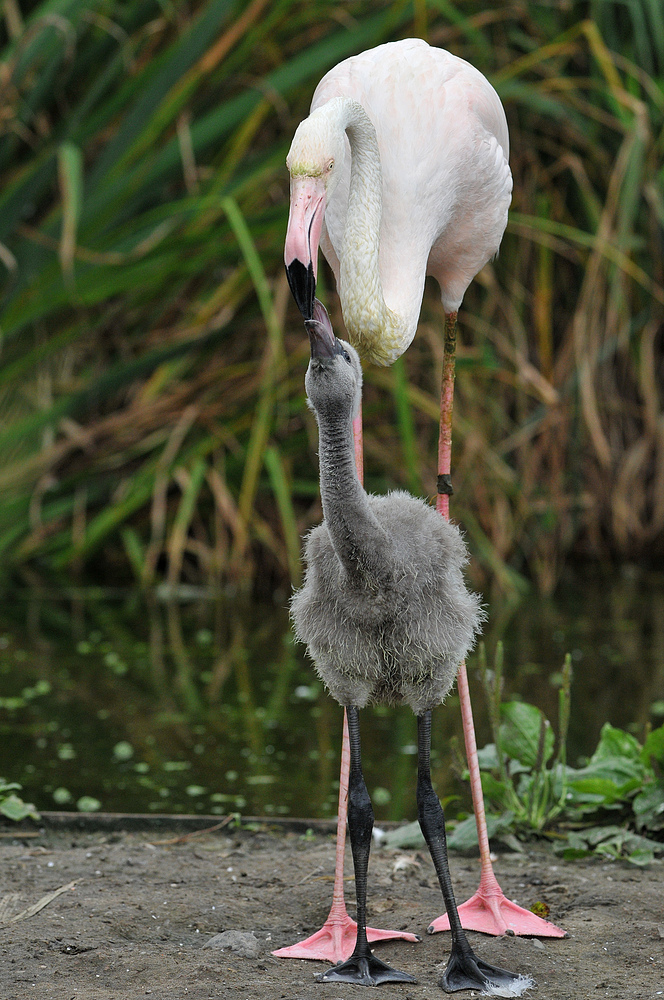 Flamingokind – Fütterung 02