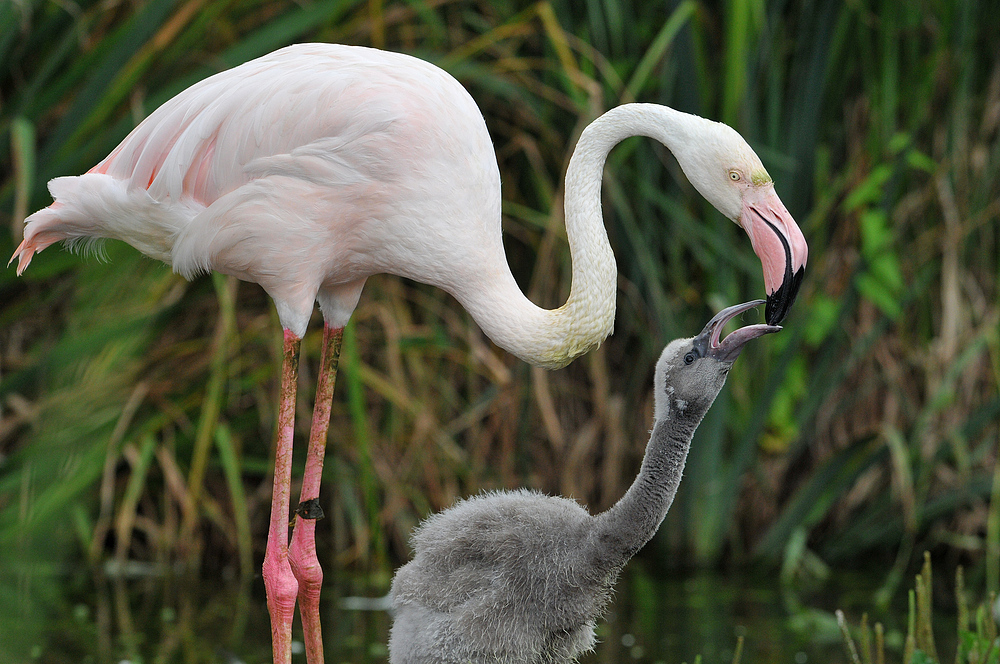 Flamingokind – Fütterung 03