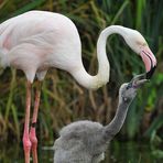 Flamingokind – Fütterung 03