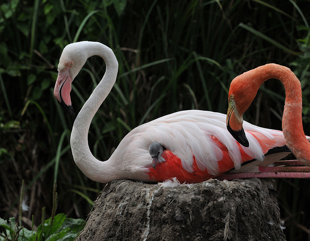 Flamingokind im Federbett
