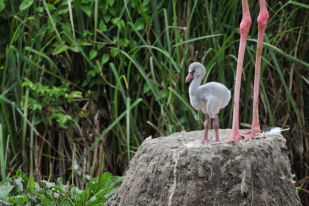 Flamingokind: Klein, rosa und stark