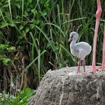 Flamingokind: Klein, rosa und stark