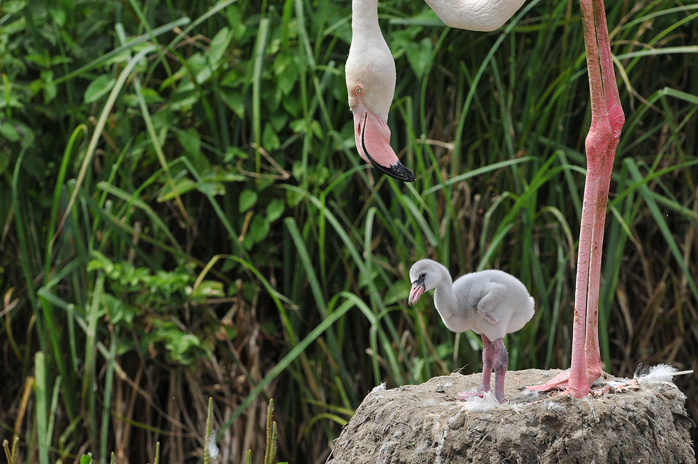 Flamingokind: Mütter sind multifunktional