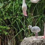 Flamingokind: Mütter sind multifunktional
