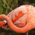 Flamingoknoten