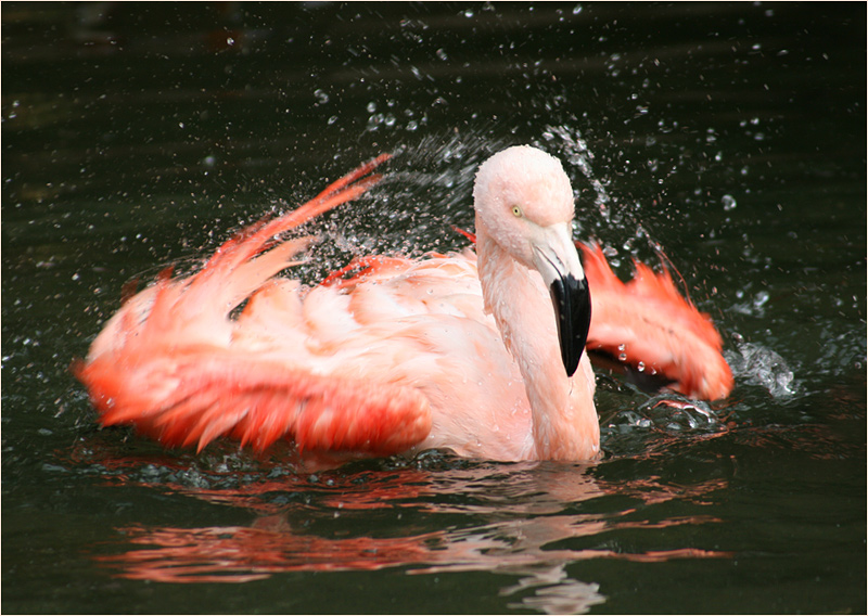 Flamingo@Koerperpflege.de