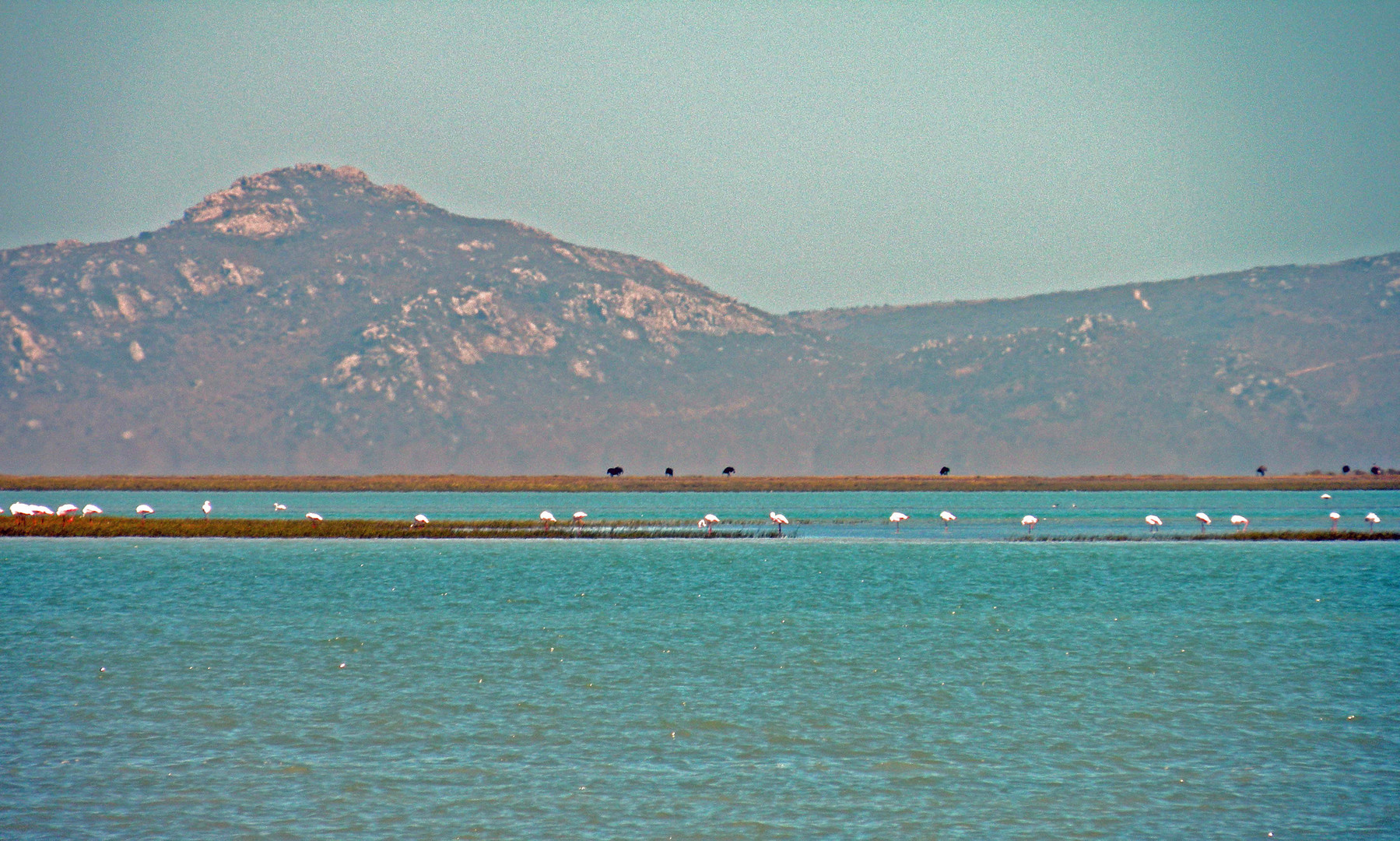 Flamingokolonie , im Hintergrund Straußenvögel.