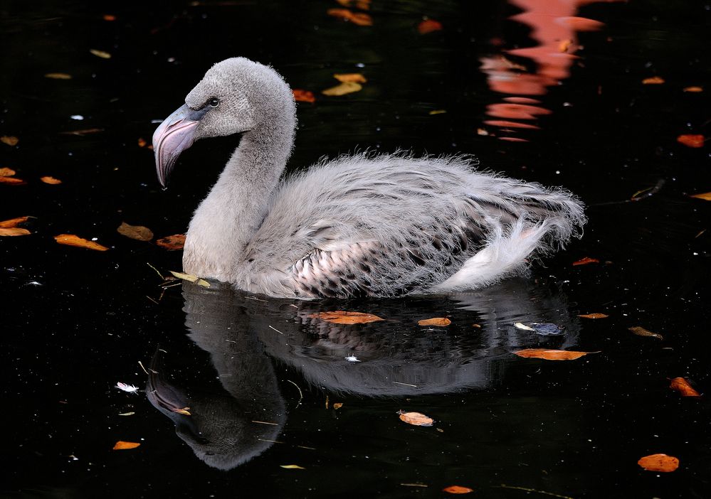 Flamingoküken