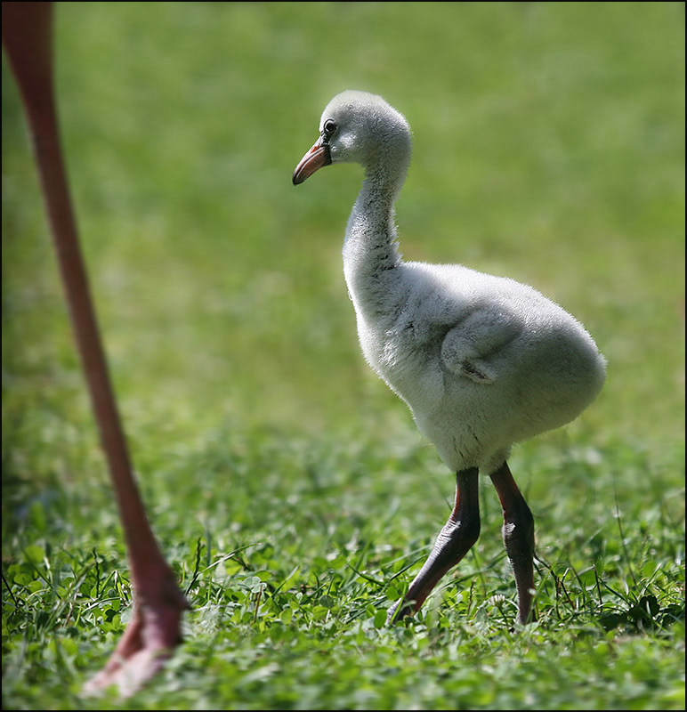 Flamingoküken - der Mama dicht auf der Ferse...