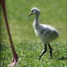 Flamingoküken - der Mama dicht auf der Ferse...