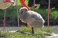 Flamingoküken (Zoo Neuwied)