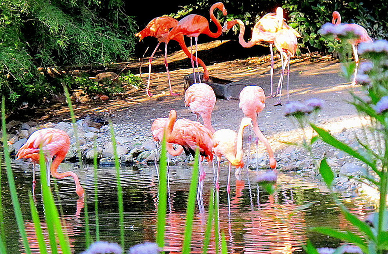 Flamingoland