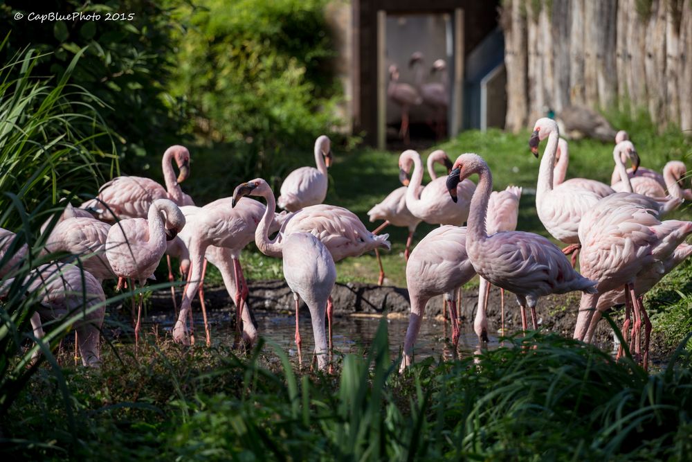 Flamingoland