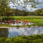 Flamingolandschaft