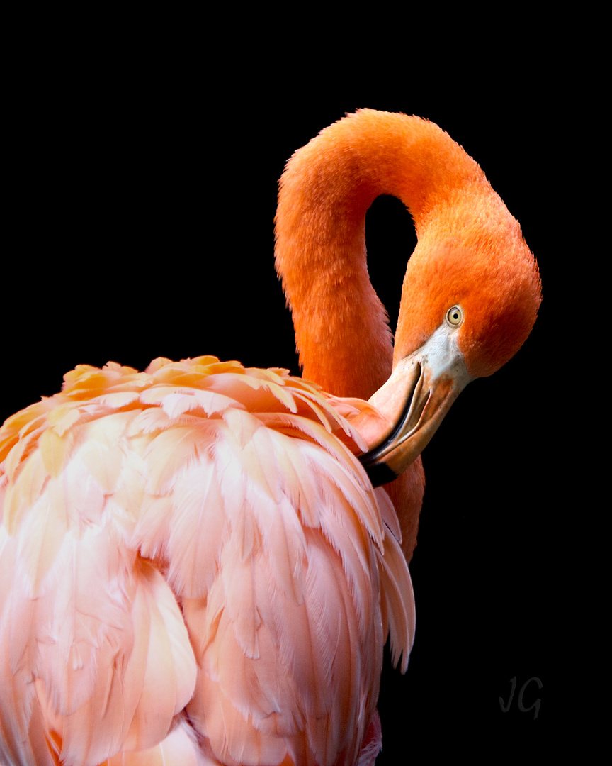 Flamingole
