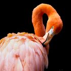 Flamingole
