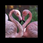 Flamingoliebe