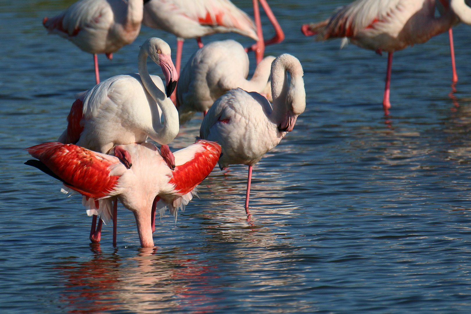 Flamingoliebe!