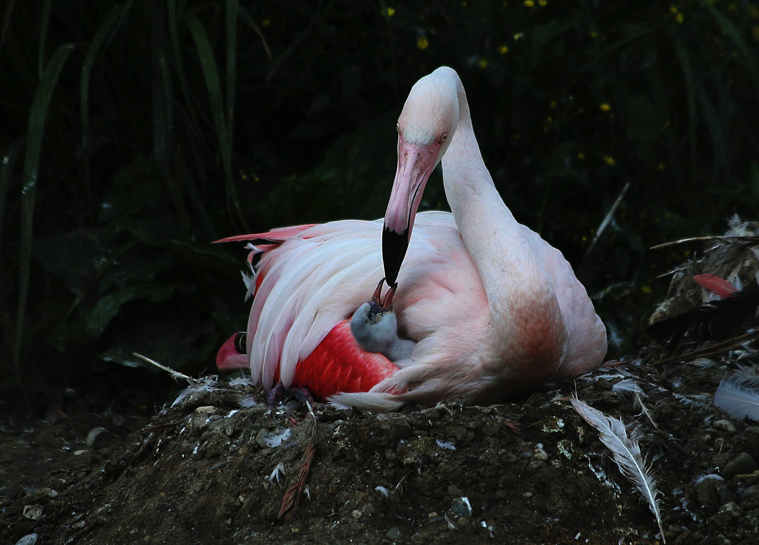 Flamingomutter bei der Fütterung !