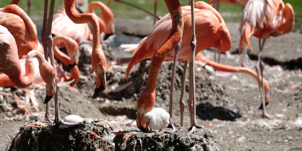 Flamingomutter mit ihrem Jungen