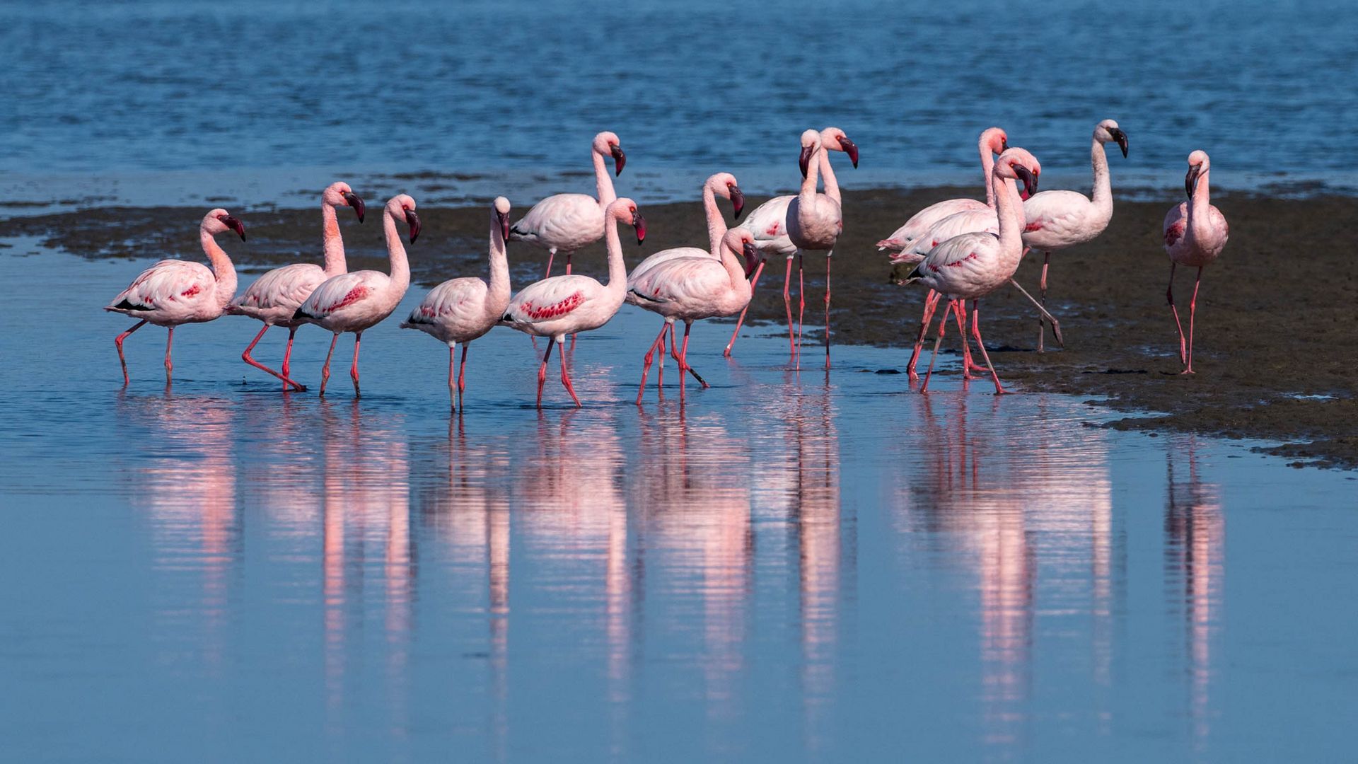 Flamingoparade