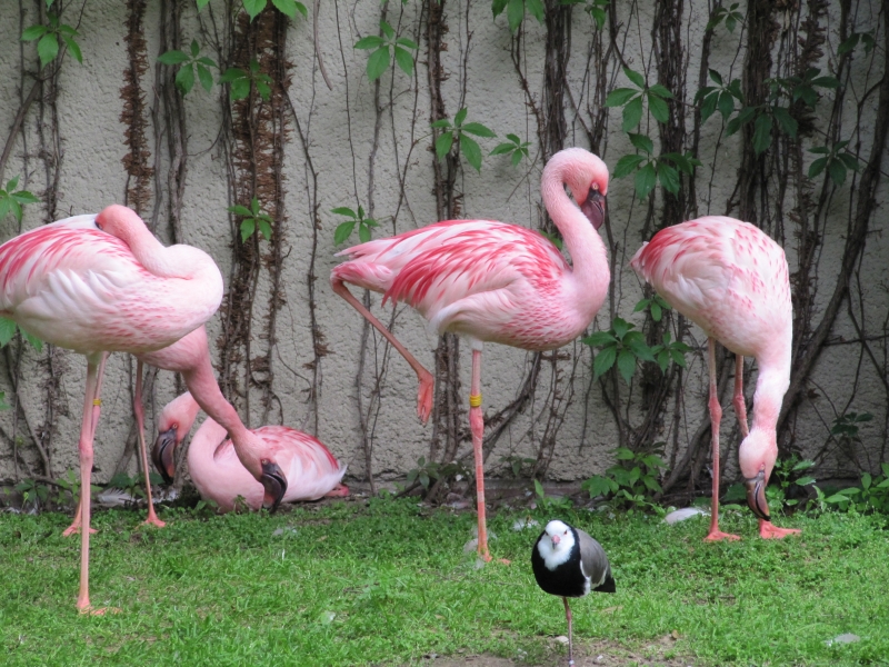 Flamingoparade