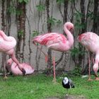 Flamingoparade