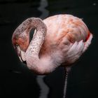 Flamingoportrait