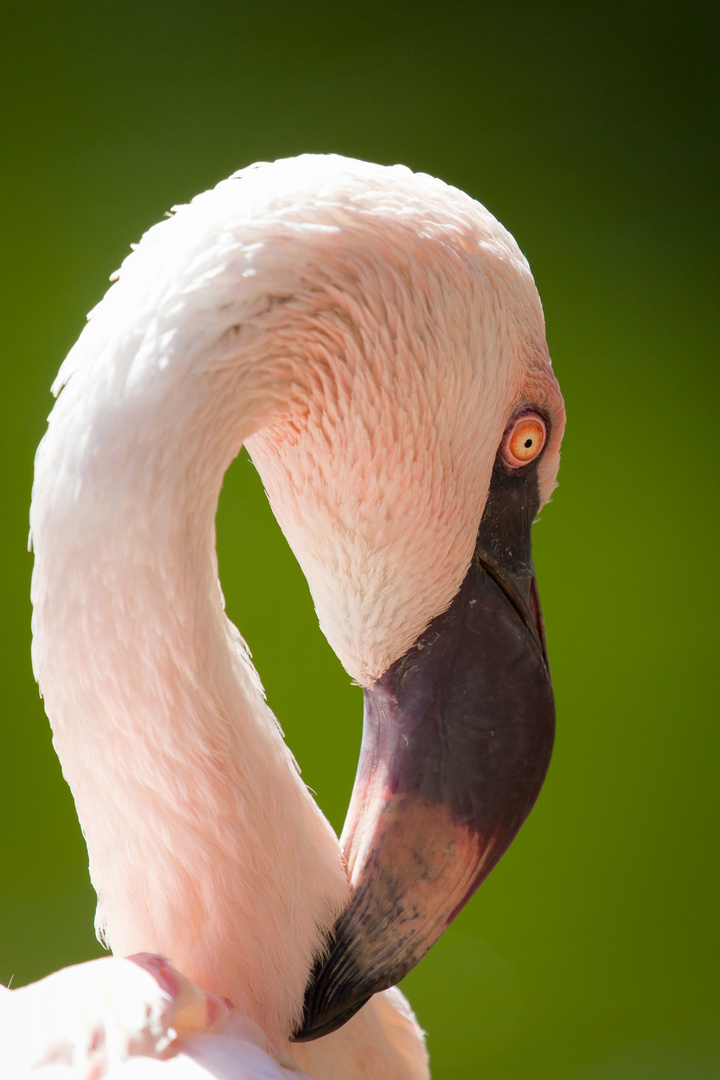 Flamingoportrait