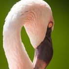 Flamingoportrait