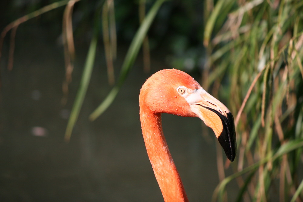 Flamingoportrait