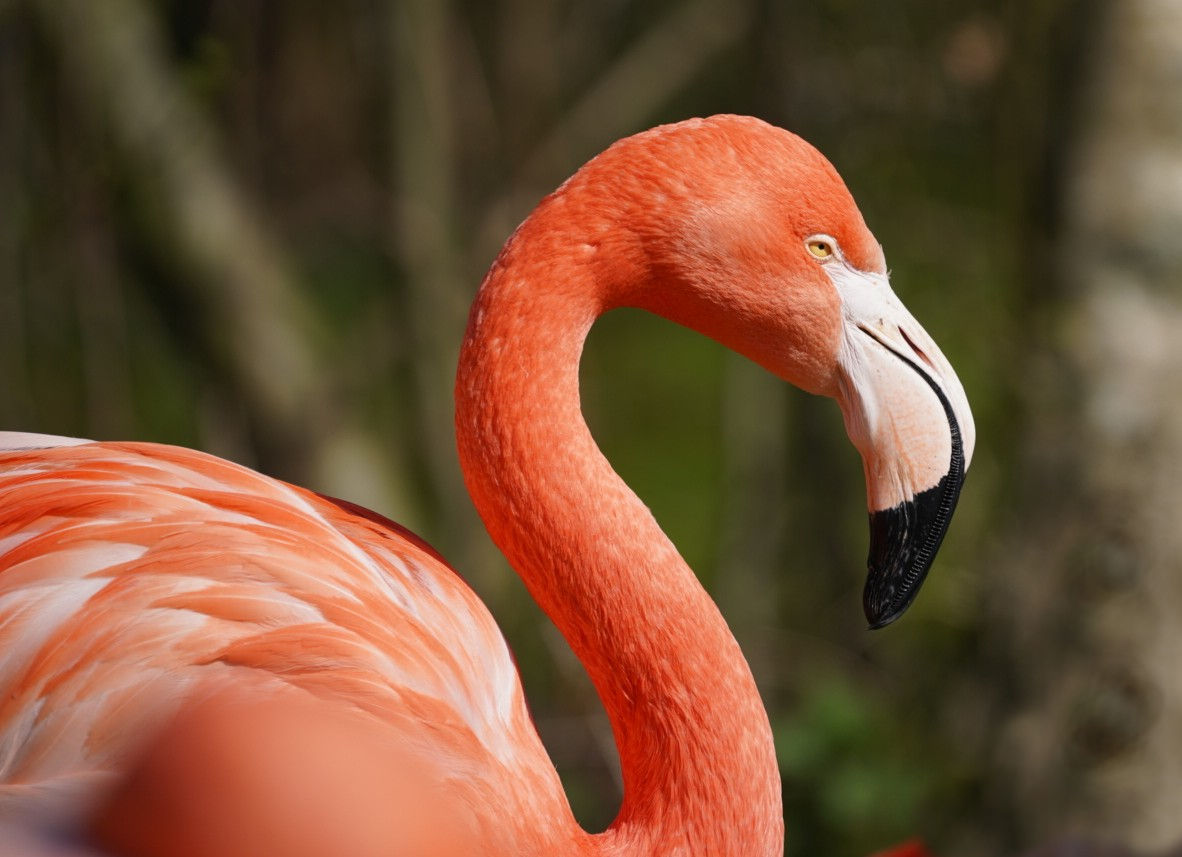 Flamingoportrait