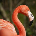 Flamingoportrait