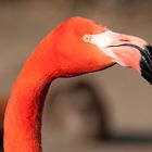 Flamingoportrait