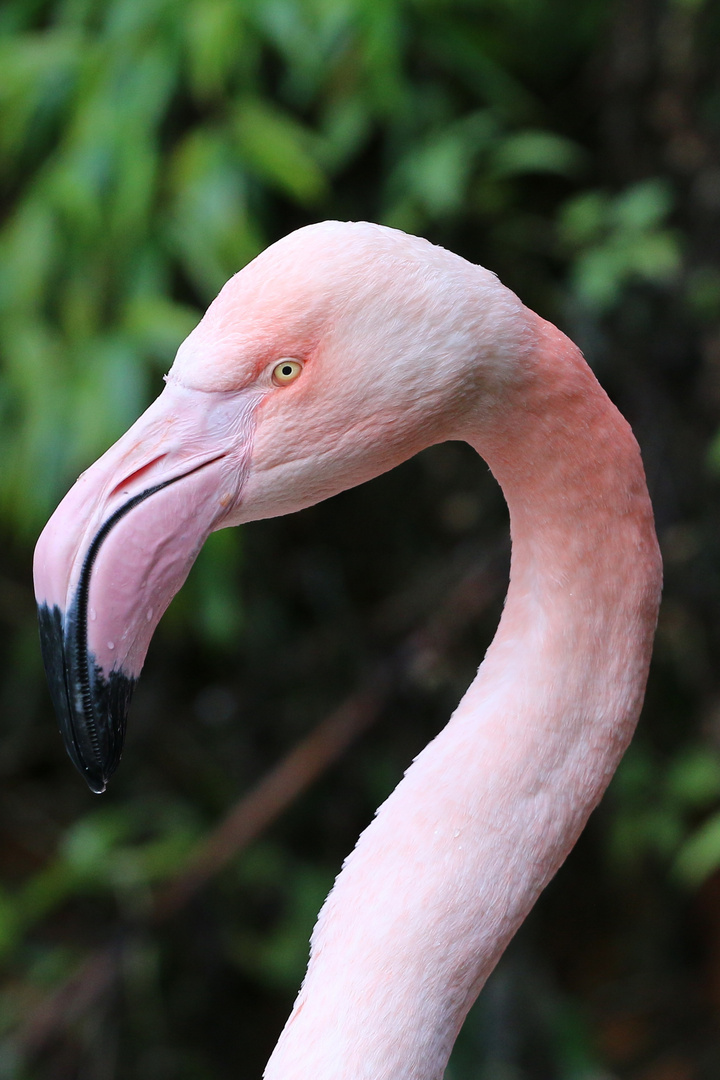 Flamingoportrait